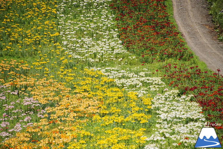 オーンズ春香山ゆり園 今年も綺麗な『ゆり』のシーズン到来♪